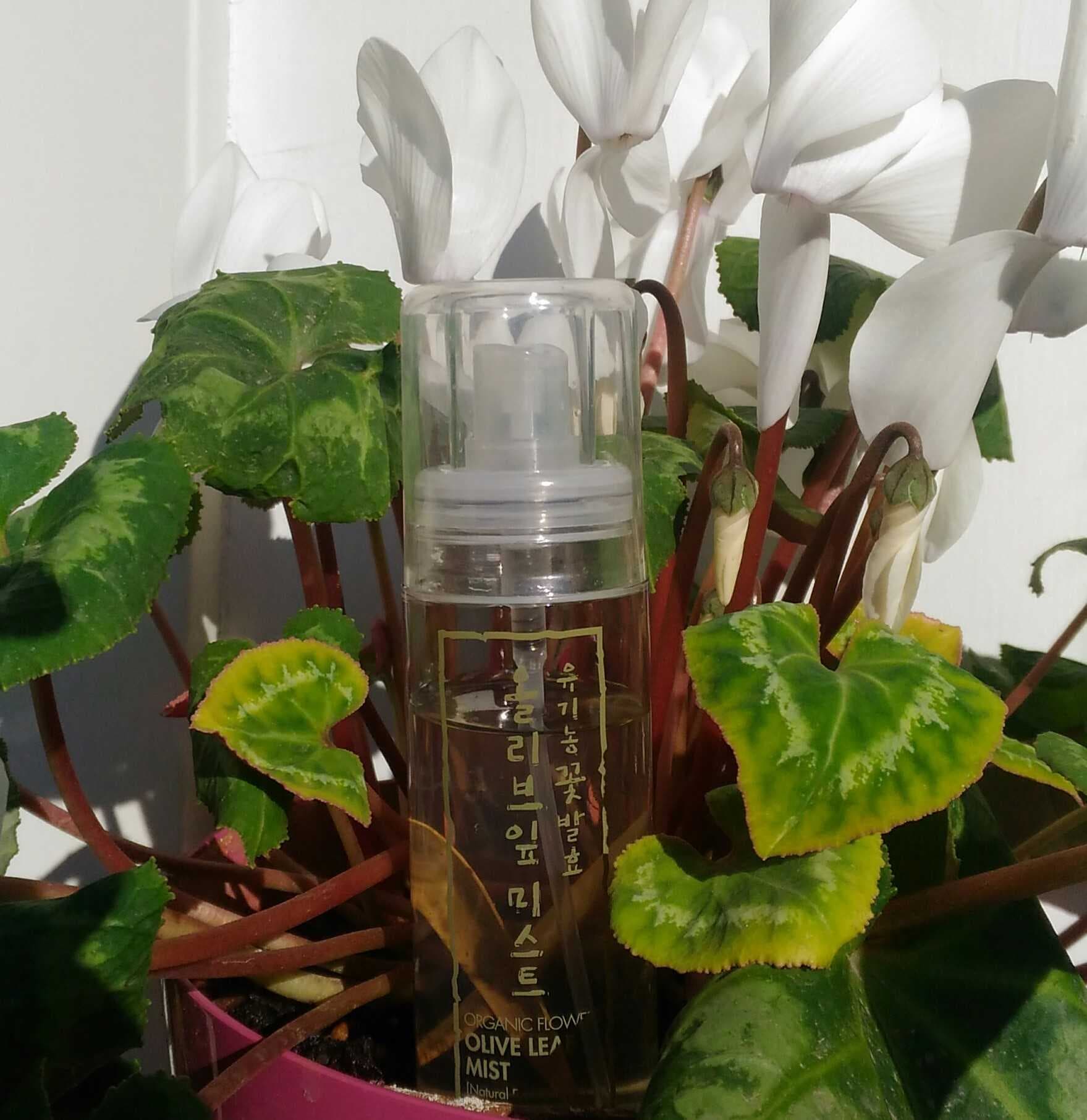 Olive Leaf Mist di Whamisa