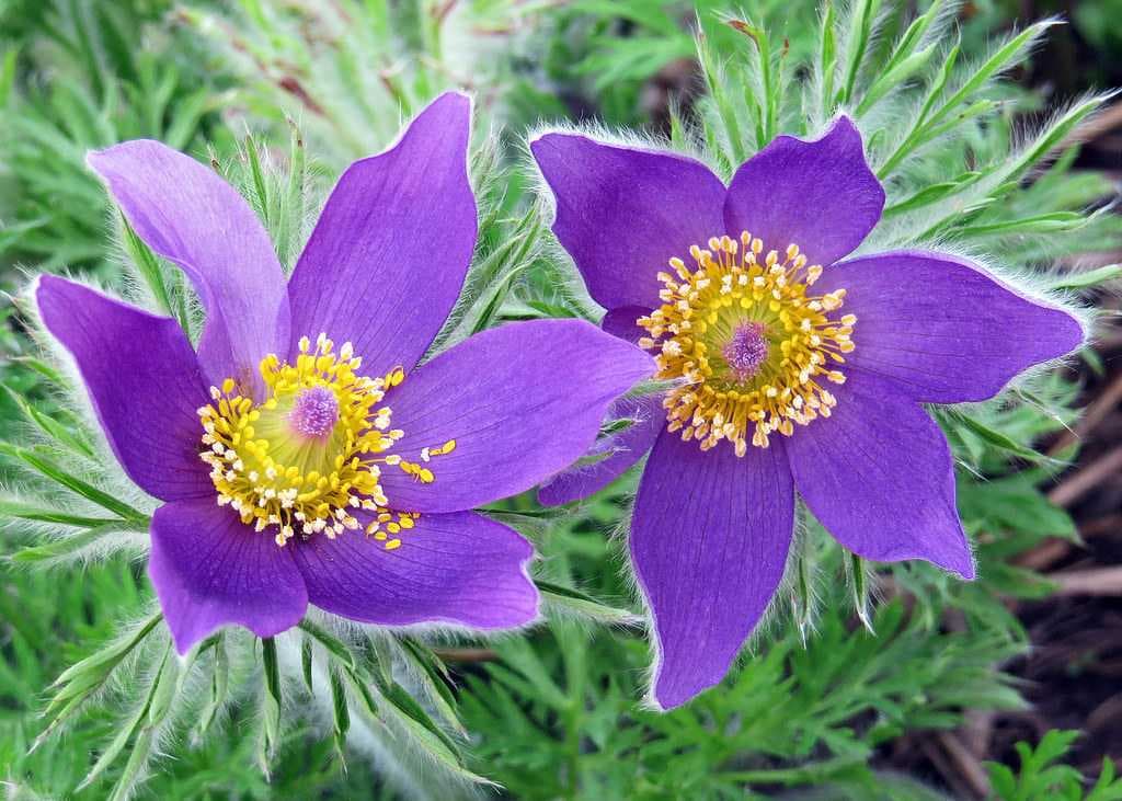 Pulsatilla coreana una piantina "leggendaria" e curativa per la pelle