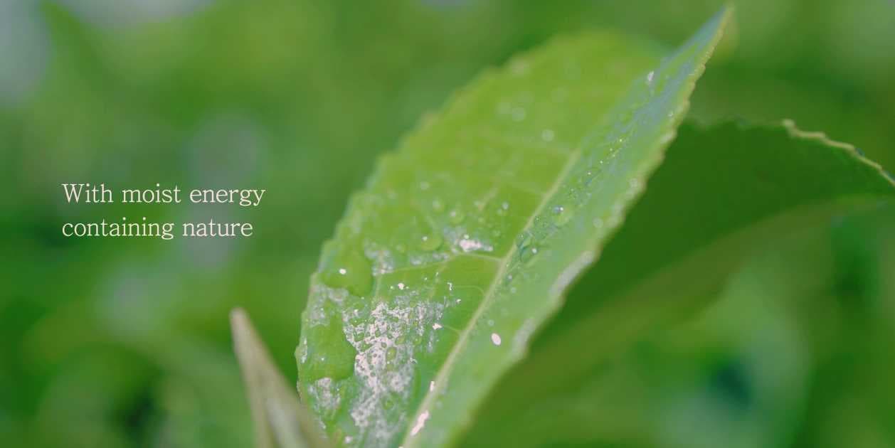Il tè verde o green tea, l’oro verde della k beauty