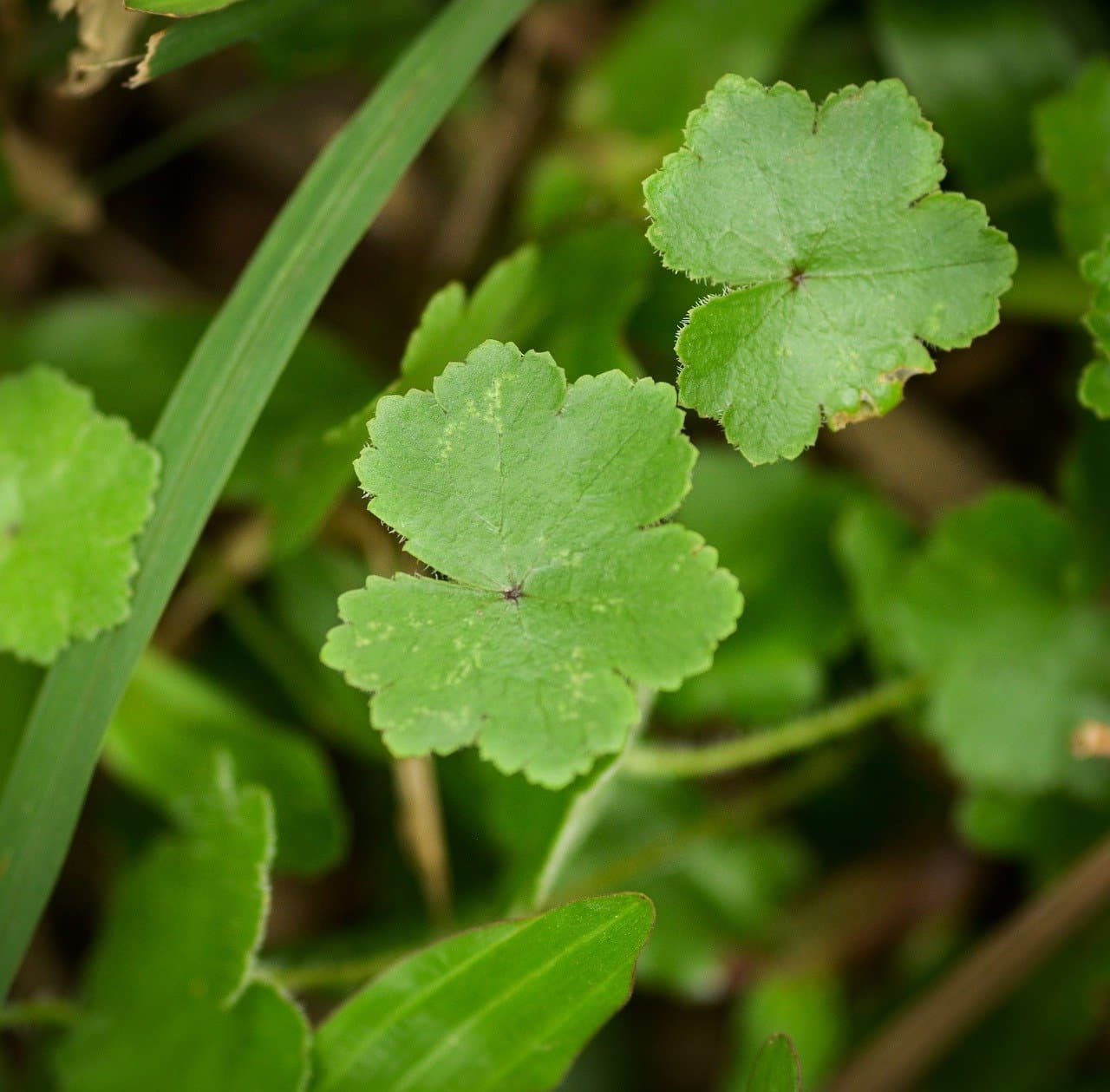 La cosmesi coreana e il successo della centella asiatica