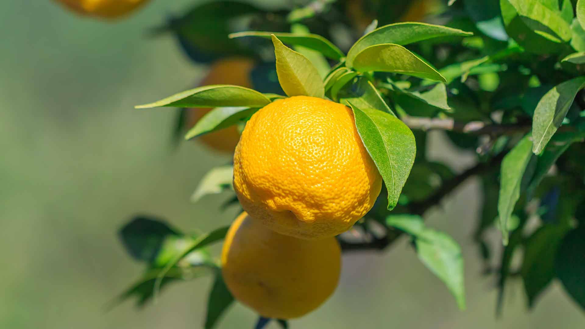 Yuja, l’agrume coreano ricco di vitamina C