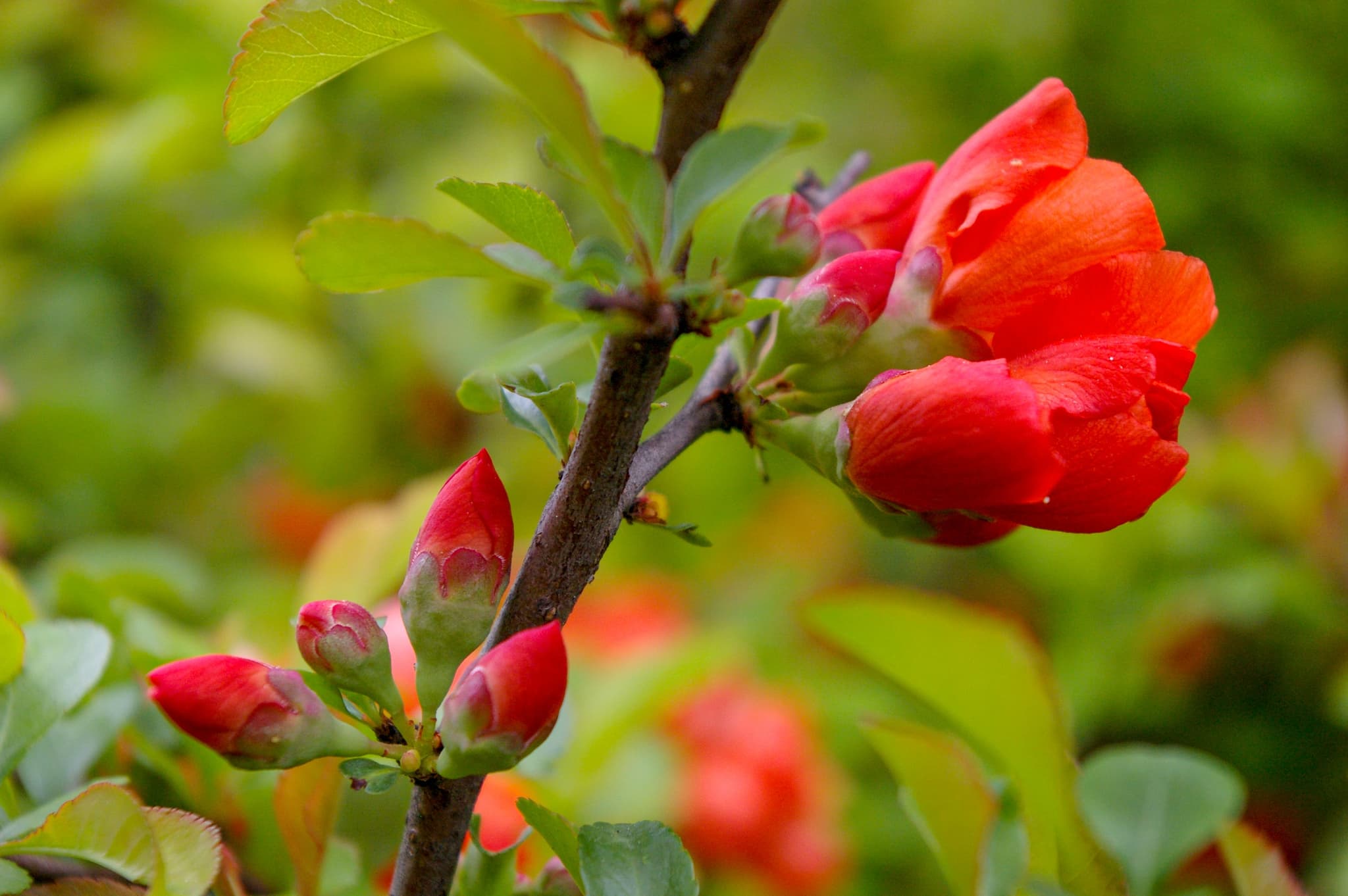 Camellia japonica, il fiore rosso amato dalla pelle