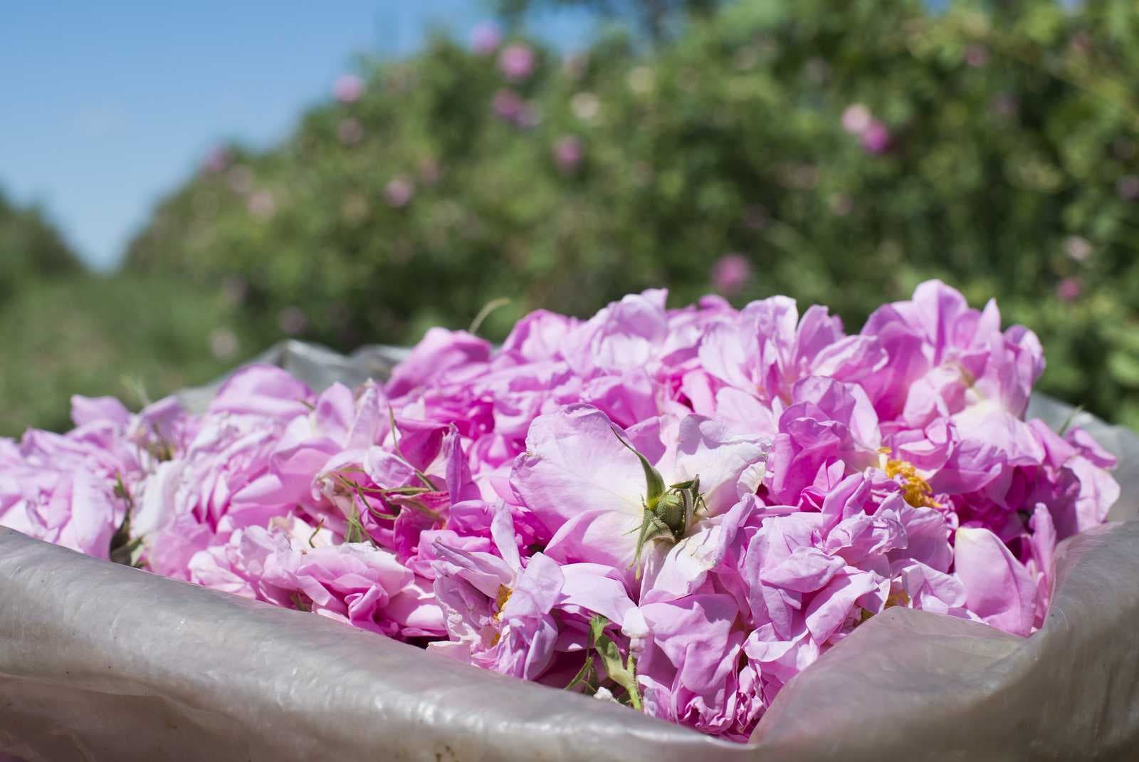 La bellezza della rosa damascena