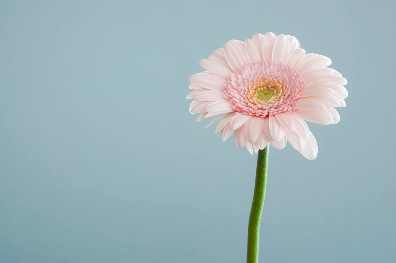 Perché scegliere la cosmesi coreana biologica e quali sono i nostri criteri di selezione