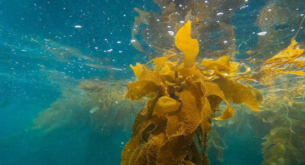 Le alghe marine nella cosmesi coreana: i 10 prodotti TOP